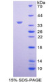 Figure 1. SDS-PAGE