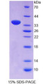 Figure 1. SDS-PAGE