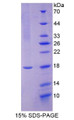 Figure 1. SDS-PAGE