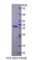 Figure 1. SDS-PAGE