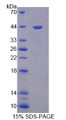 Figure 1. SDS-PAGE