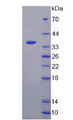 Figure 2. SDS-PAGE Figure 2. SDS-PAGE
