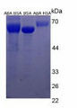 Figure 3. SDS-PAGE