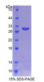 Figure 1. SDS-PAGE