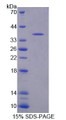 Figure 1. SDS-PAGE Figure 1. SDS-PAGE