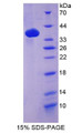 Figure 1. SDS-PAGE