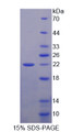 Figure 1. SDS-PAGE