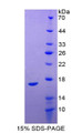 Figure 1. SDS-PAGE