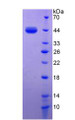 Figure 3. SDS-PAGE