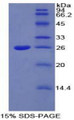 Figure 1. SDS-PAGE
