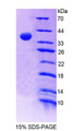 Figure 1. SDS-PAGE