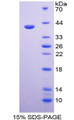 Figure 1. SDS-PAGE