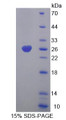 Figure 1. SDS-PAGE