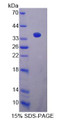 Figure 1. SDS-PAGE