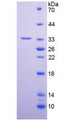 Figure 2. SDS-PAGE