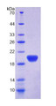 Figure 3. SDS-PAGE
