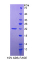Figure 1. SDS-PAGE