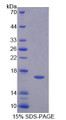 Figure 1. SDS-PAGE Figure 1. SDS-PAGE
