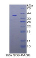 Figure 1. SDS-PAGE