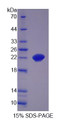 Figure 1. SDS-PAGE