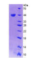 Figure 2. SDS-PAGE