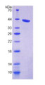 Figure 2. SDS-PAGE