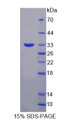 Figure 1. SDS-PAGE