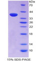 Figure 1. SDS-PAGE