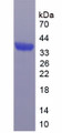 Figure 3. SDS-PAGE Figure 3. SDS-PAGE