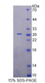 Figure 1. SDS-PAGE Figure 1. SDS-PAGE