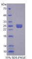 Figure 1. SDS-PAGE