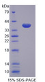 Figure 1. SDS-PAGE Figure 1. SDS-PAGE