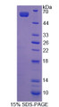 Figure 1. SDS-PAGE Figure 1. SDS-PAGE