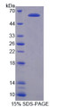 Figure 1. SDS-PAGE