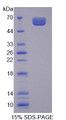 Figure 1. SDS-PAGE Figure 1. SDS-PAGE