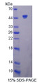 Figure 1. SDS-PAGE