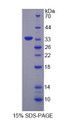 Figure 1. SDS-PAGE