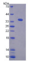 Figure 2. SDS-PAGE