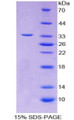 Figure 1. SDS-PAGE