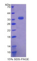 Figure 1. SDS-PAGE