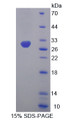 Figure 1. SDS-PAGE