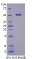 Figure 1. SDS-PAGE Figure 1. SDS-PAGE