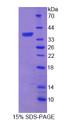Figure 1. SDS-PAGE Figure 1. SDS-PAGE