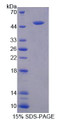 Figure 1. SDS-PAGE Figure 1. SDS-PAGE