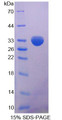 Figure 1. SDS-PAGE