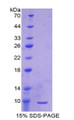 Figure 1. SDS-PAGE