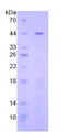 Figure 2. SDS-PAGE