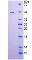 Figure 2. SDS-PAGE Figure 2. SDS-PAGE