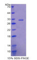Figure 1. SDS-PAGE