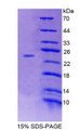 Figure 1. SDS-PAGE